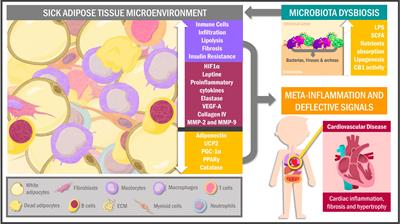 The Sick Adipose Tissue: New Insights Into Defective Signaling and Crosstalk With the Myocardium